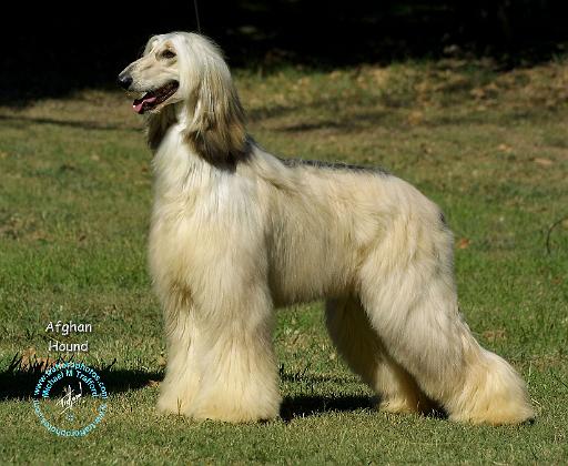 Afghan Hound 9R027D-35.JPG